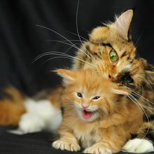 подборка фотографий для любителей кошек