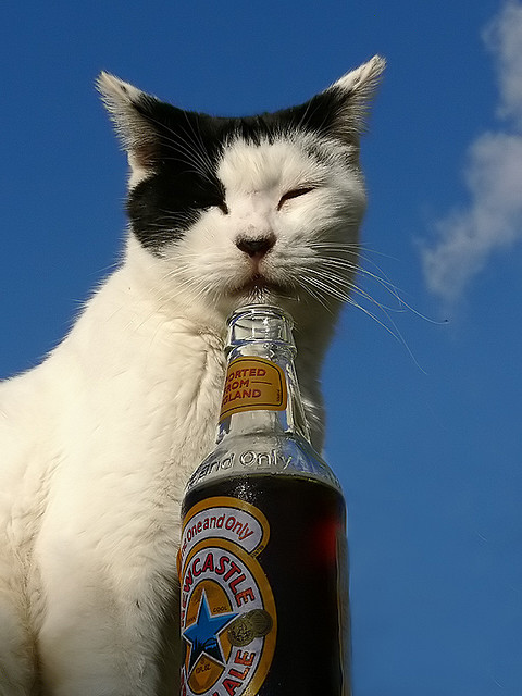 Пиво и кошки