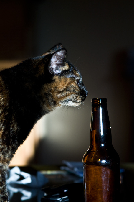 Пиво и кошки