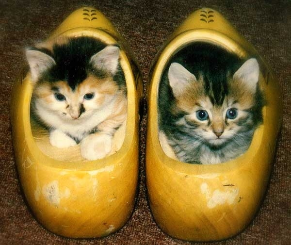 Кошки и обувь