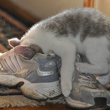 Кошки и обувь