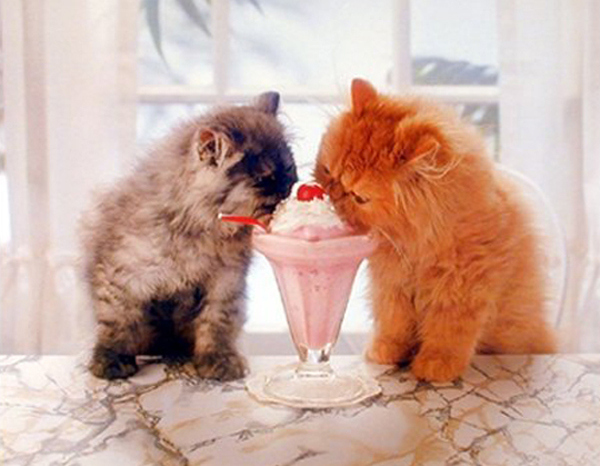 Кошки и мороженное