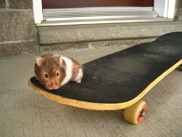 Катающиеся на скейтборде Животные