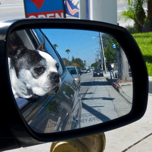 Собаки в зеркале авто
