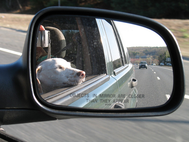 Собаки в зеркале авто
