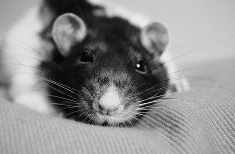 Самая симпатичная Крыса