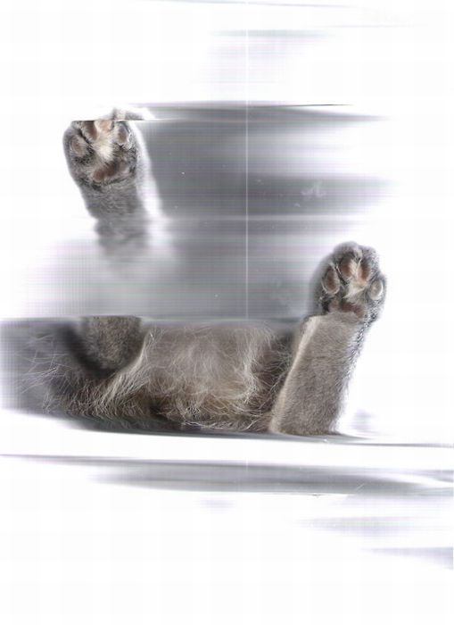 Сканированные коты