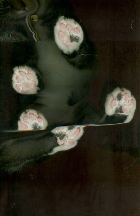 Сканированные коты