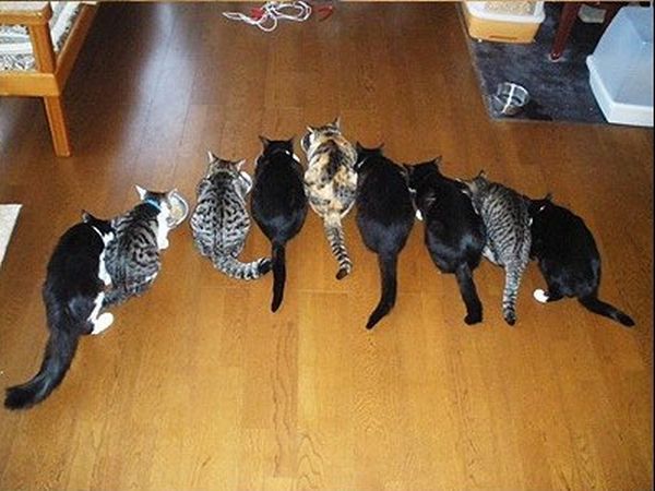 Кошачья геометрия