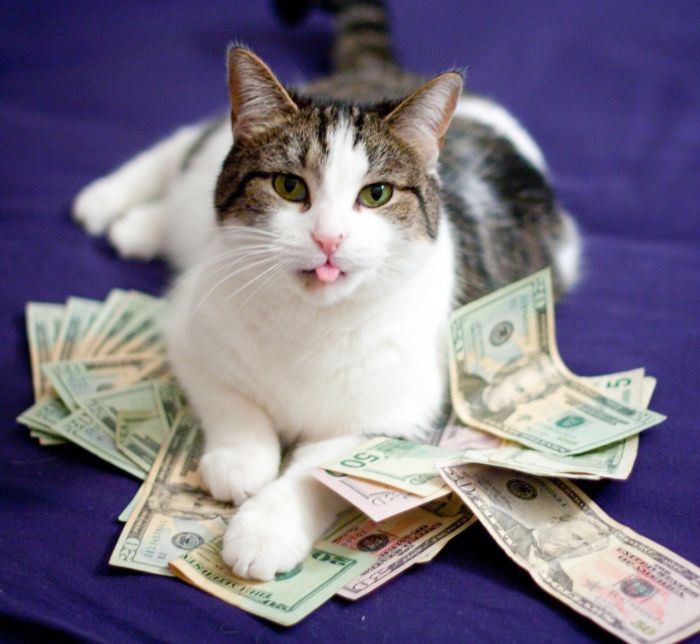 Кошкины деньги