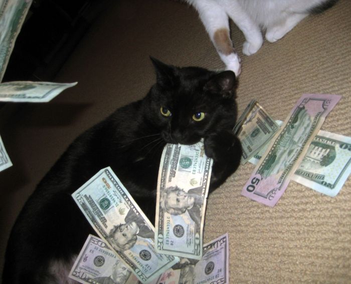 Кошкины деньги