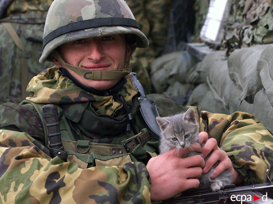 Коты на войне