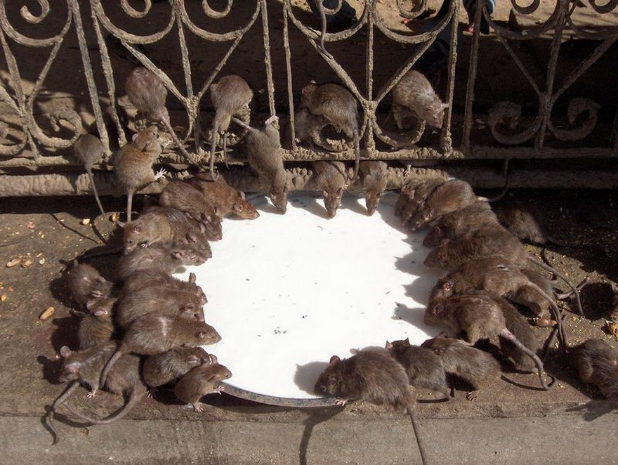 Карни Мата - Крысиное Святилище 