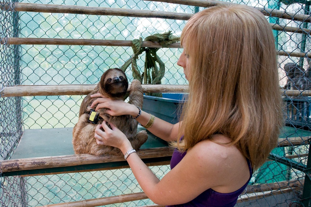 Костариканская обитель ленивцев