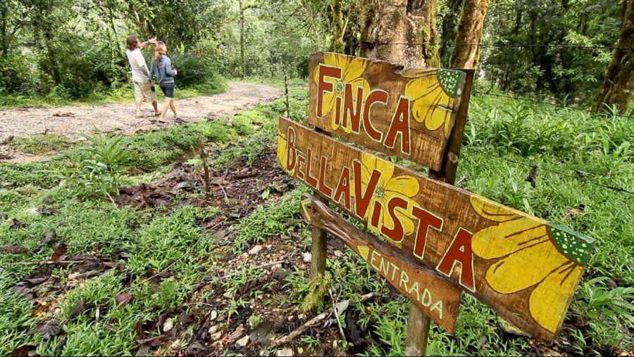 Фантастическая деревня на деревьях в Коста-Рике