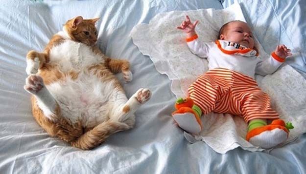 Младенцы и Кошки
