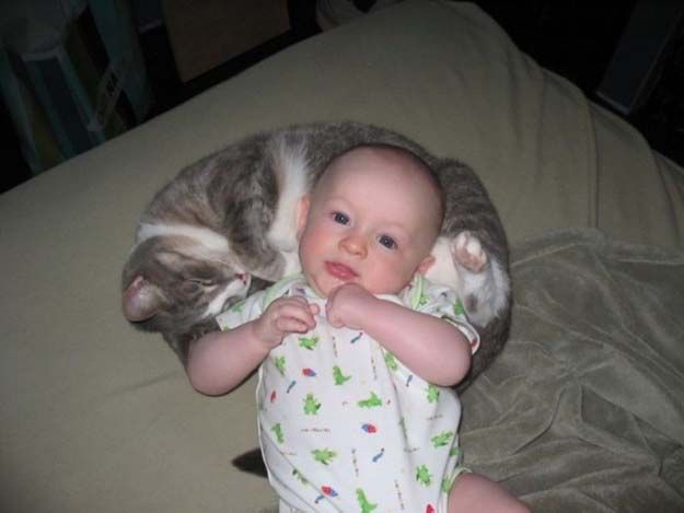 Младенцы и Кошки
