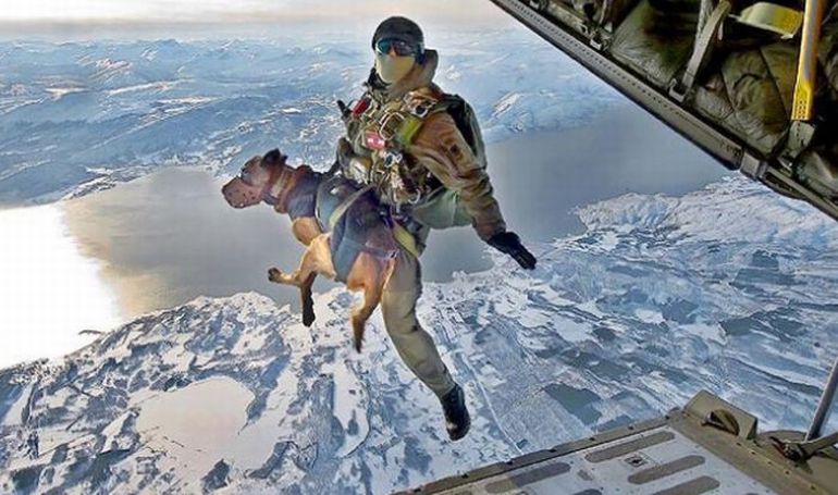 Преданные собаки на службе армии