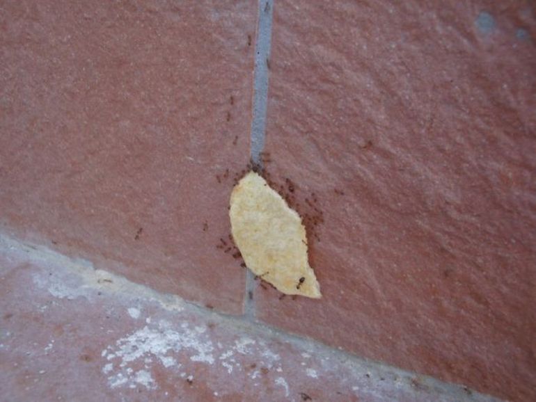 Муравьи переносят чипсы вверх по стене