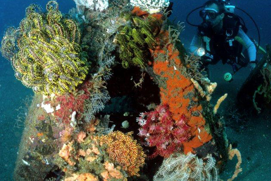 Коралловые рифы из старых Авто