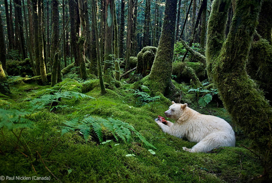 Лучшие фотографии Природы и Окружающей среды