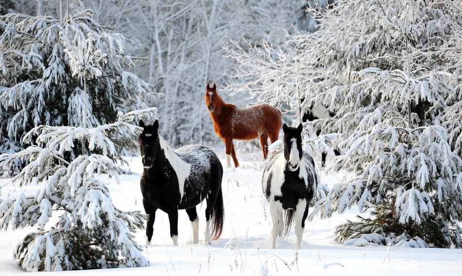 красивейших зимних фотографий