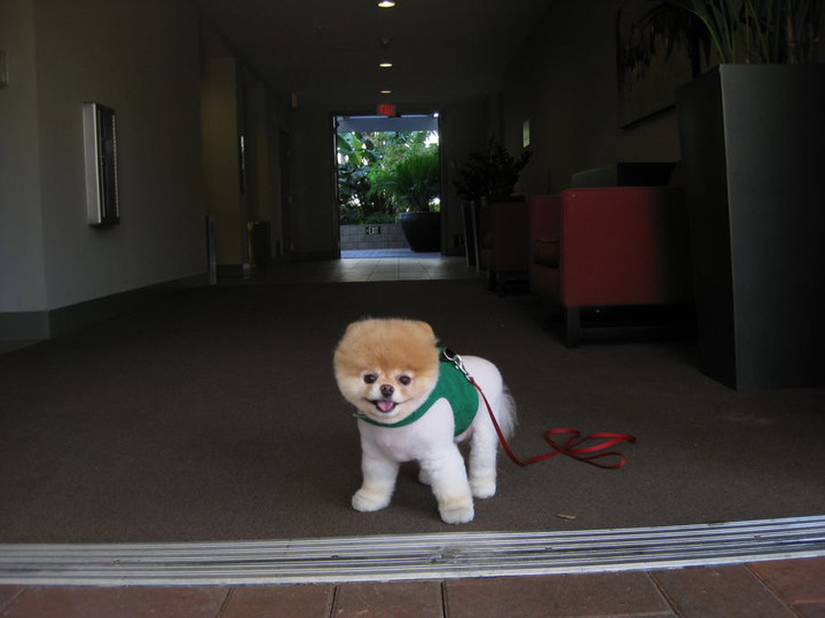 Boo – самая симпатичная собака в мире