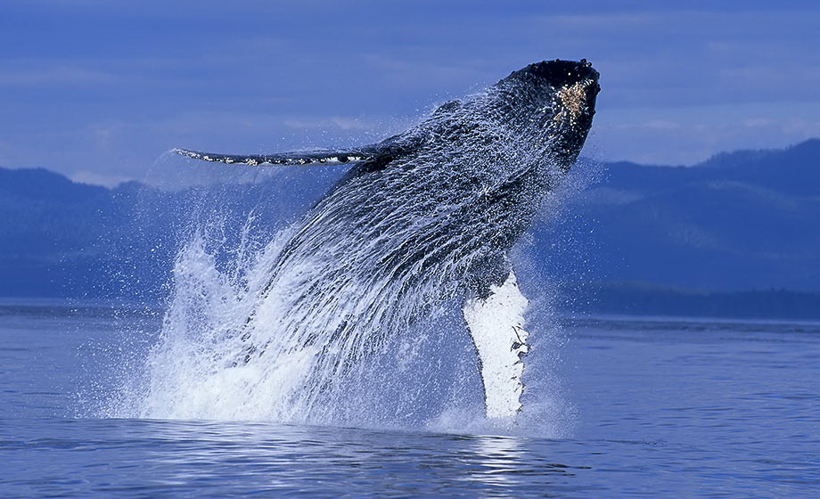 Прыжки горбатых китов