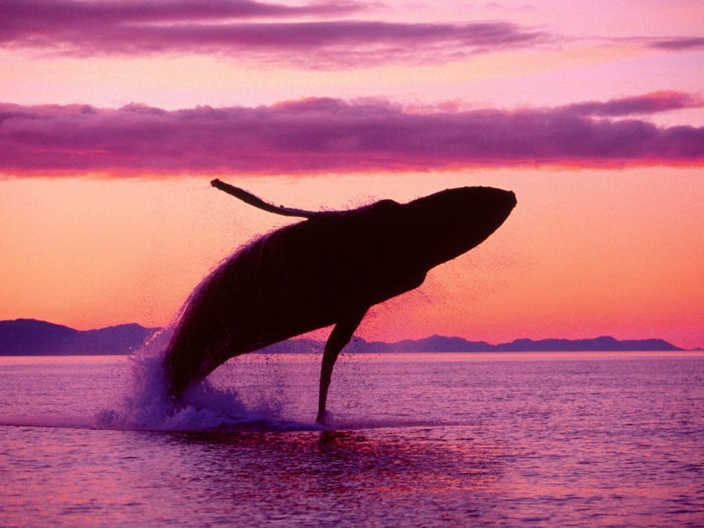 Прыжки горбатых китов
