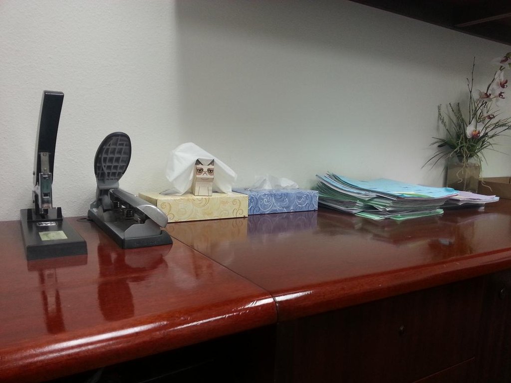 Обустройство офиса с grumpy cats