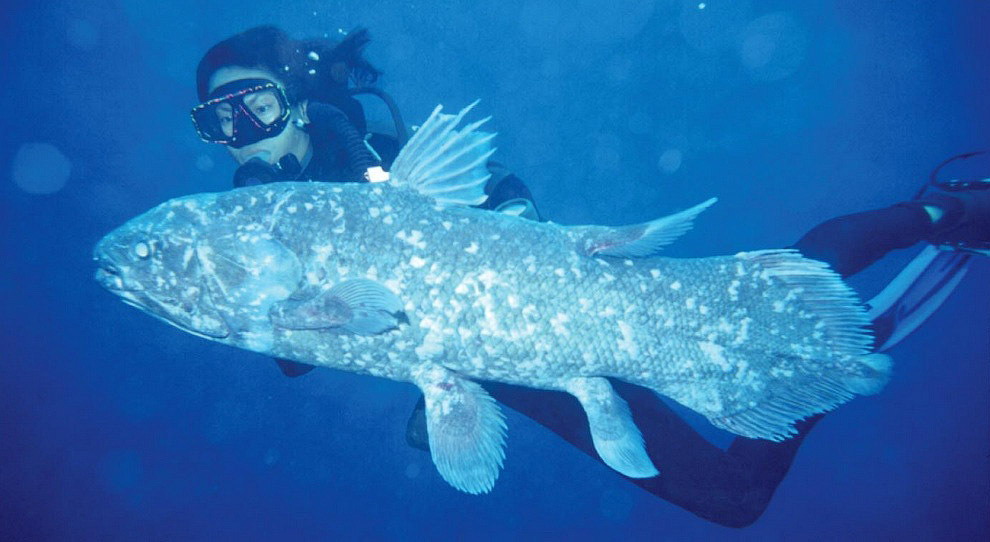 Самые необычные рыбы мирового океана