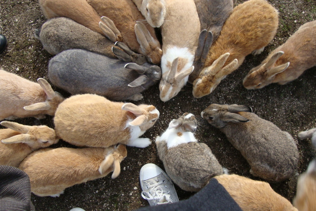 Остров кроликов