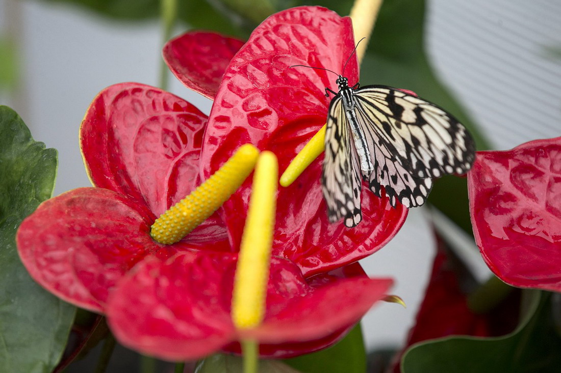 Sensational Butterflies -   