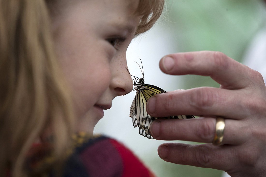 Sensational Butterflies - уникальная выставка бабочек