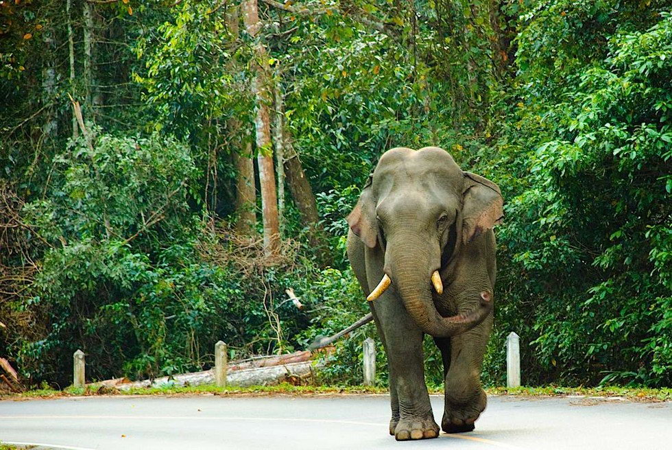 Один из лучших парков Таиланда - Кхауяй