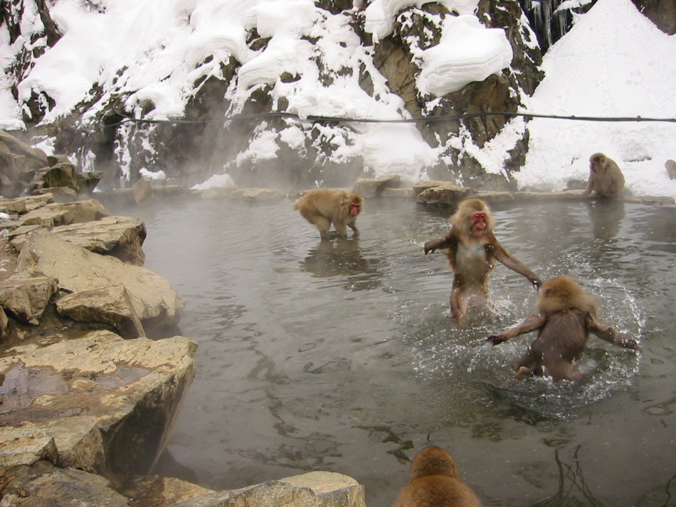 Обезьяна купается в теплой воде группа. Парк Джигокудани Япония. Обезьяны в термальных источниках. Обезьяна в воде. Обезьянка купается.