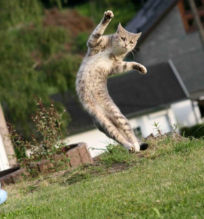 Кошки полетели. Летающий кот. Кот в прыжке. Кошка подпрыгивает. Смешной кот в прыжке.
