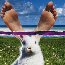 �������� ������� �� ��������� Vienna Paint