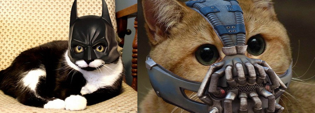 Выступление кота в маске. Кот Бэйн. Маски. Котик. Кошачий противогаз. Маска кота.