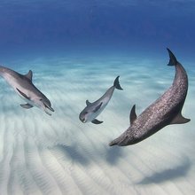 ������� ���������� National Geographic 2012