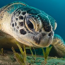 ������ ���������� National Geographic � ��������
