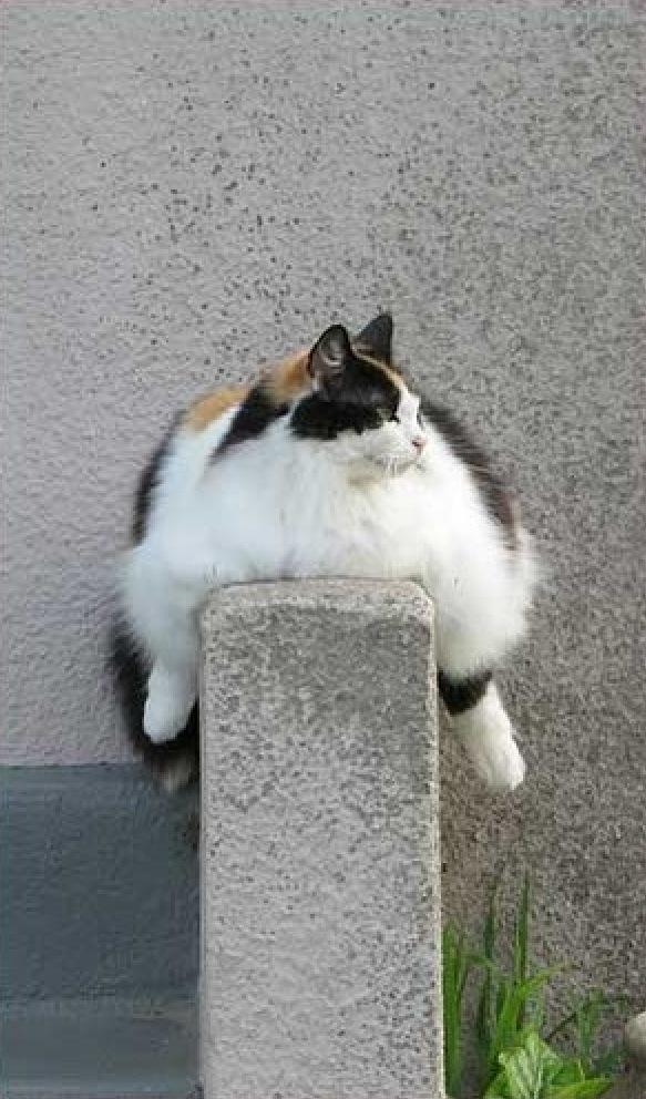 http://www.catsmob.com/post/2012/10/01760/funny_animals_01760_026.jpg