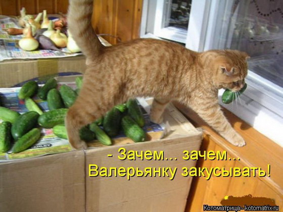 Лучшие котоматрицы за неделю Лучшие котоматрицы за неделю