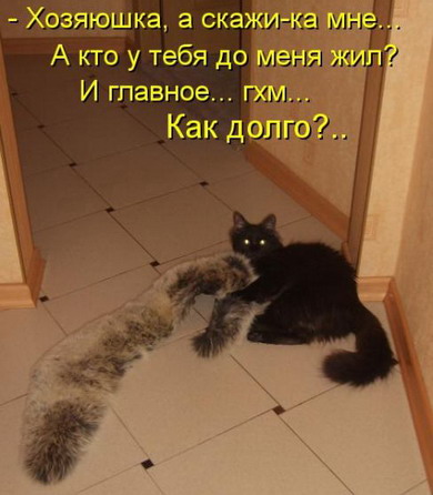 Лучшие котоматрицы Лучшие котоматрицы