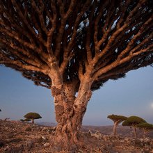 ������ ���������� National Geographic