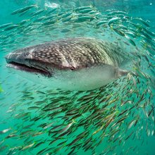���������� �� National Geographic