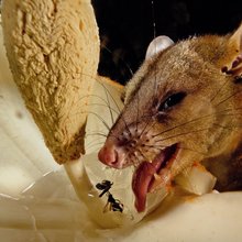 ������ ���������� National Geographic