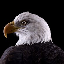 ��������� �������� ��������