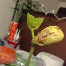 ������ ���� ���