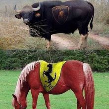 ������������� �������